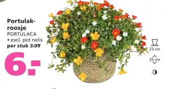 Ranzijn Portulak- roosje PORTULACA aanbieding