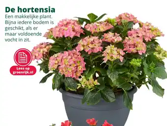 GroenRijk De hortensia aanbieding