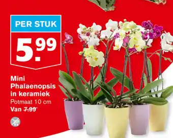 Hoogvliet Mini Phalaenopsis in keramiek 10cm aanbieding