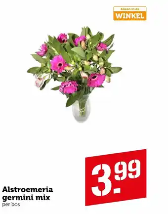 Coop Alstroemeria germini mix aanbieding