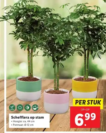 Lidl Schefflera op stam aanbieding