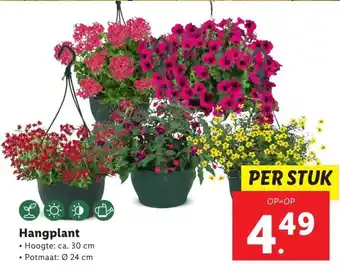 Lidl Hangplant aanbieding