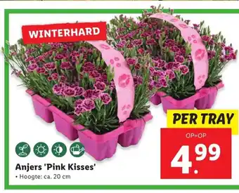 Lidl Anjer Pink kisses 6 stuks aanbieding