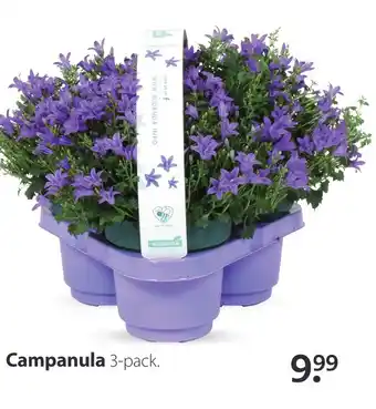 Boerenbond Campanula aanbieding