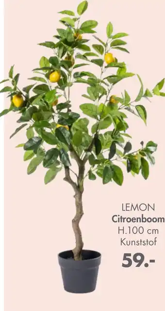 Casa LEMON Citroenboom aanbieding