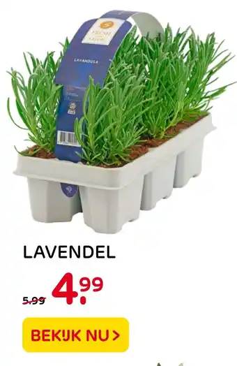 Praxis Lavendel aanbieding