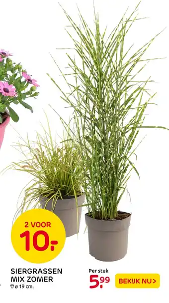 Praxis Siergrassen Mix Zomer aanbieding