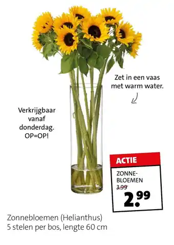 Intratuin Zonnebloemen aanbieding