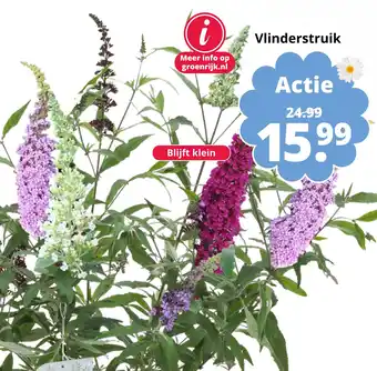 GroenRijk Vlinderstruik aanbieding