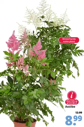 GroenRijk Astilbe aanbieding