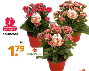 GroenRijk Kalanchoë aanbieding