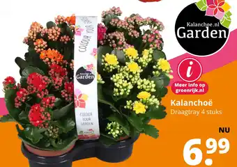 GroenRijk Kalanchoë aanbieding