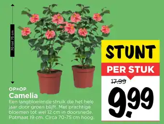 Vomar Voordeelmarkt Camelia aanbieding