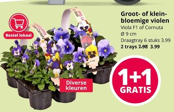 GroenRijk Groot- of klein- bloemige violen aanbieding