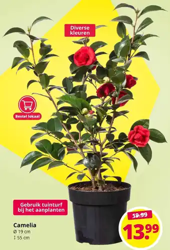 GroenRijk Camelia aanbieding