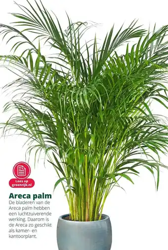 GroenRijk Areca Palm aanbieding