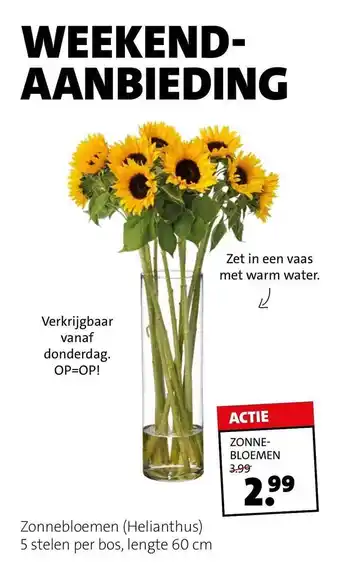 Intratuin Zonnebloemen (Helianthus) aanbieding