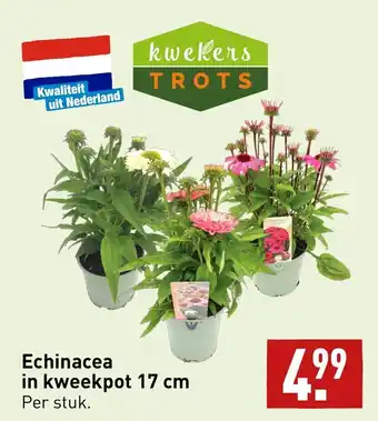 ALDI Echinacea in kweekpot 17 cm per stuk aanbieding