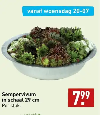 ALDI Sempervivum in schaal 29 cm per stuk aanbieding