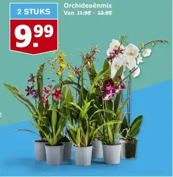 Hoogvliet Orchideeënmix aanbieding