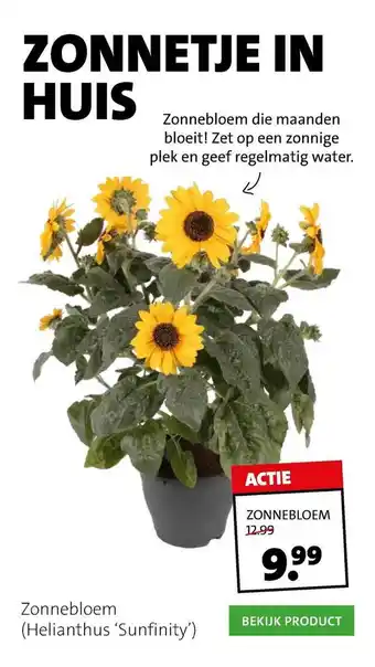 Intratuin Zonnebloem (Helianthus 'Sunfinity') aanbieding