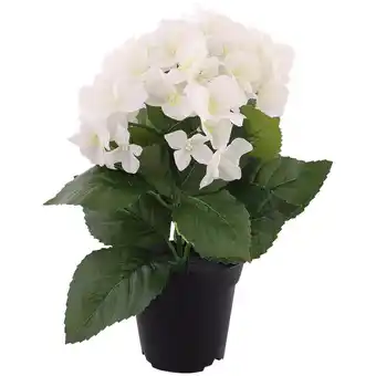 Action Hortensia in pot aanbieding