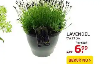 Praxis Lavendel 23cm aanbieding