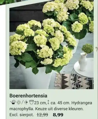 Tuincentrum Osdorp Boerenhortensia aanbieding