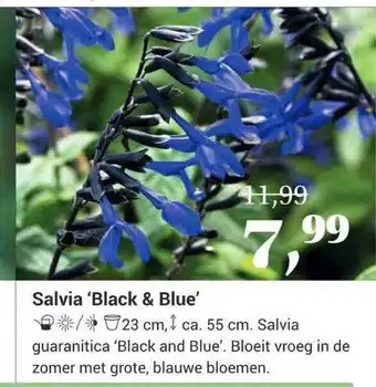 Tuincentrum Osdorp Salvia 'Black & Blue' aanbieding