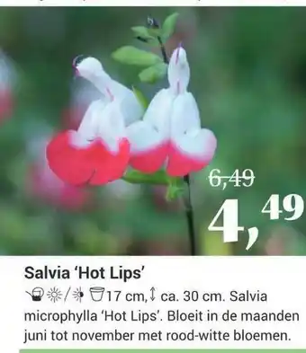 Tuincentrum Osdorp Salvia 'Hot Lips' aanbieding