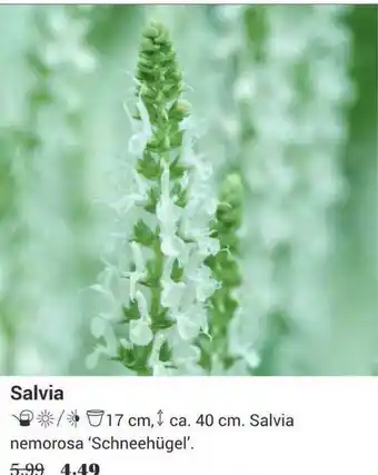 Tuincentrum Osdorp Salvia aanbieding