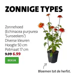 Intratuin Zonnehoed (Echinacea Purpurea 'Sunseekers') aanbieding