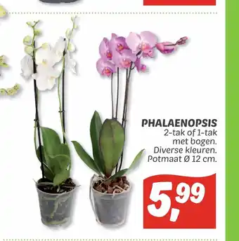 Dekamarkt Phalaenopsis 12 cm aanbieding