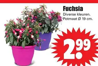 Dirk Fuchsia aanbieding