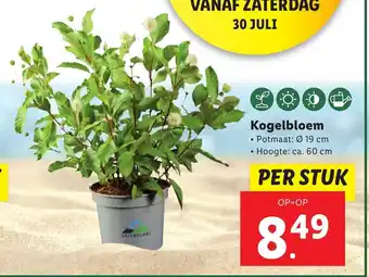 Lidl Kogelbloem Potmaat: 19cm aanbieding