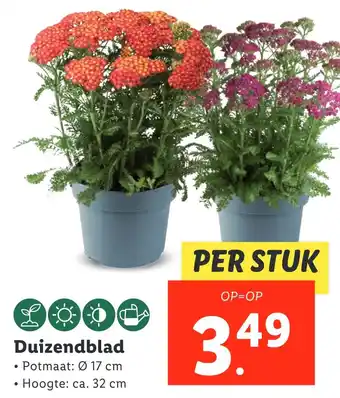 Lidl Duizendblad aanbieding