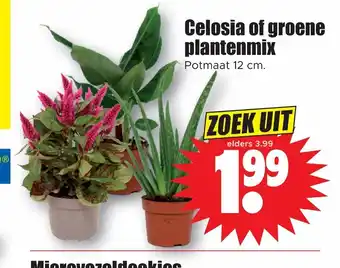 Dirk Celosia of groene plantenmix potmaat 12 cm aanbieding