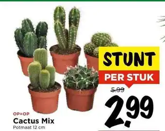 Vomar Voordeelmarkt Cactus mix aanbieding