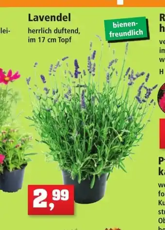 Thomas Philipps Lavendel 17 cm aanbieding