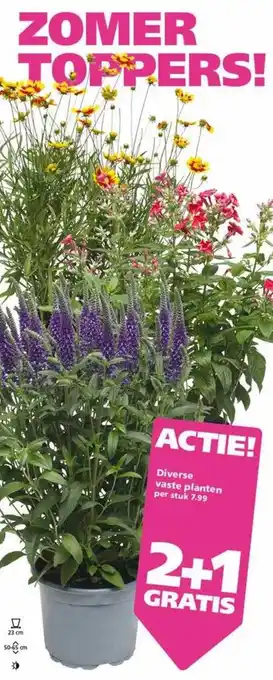 Ranzijn Diverse vaste planten 2+1 gratis aanbieding