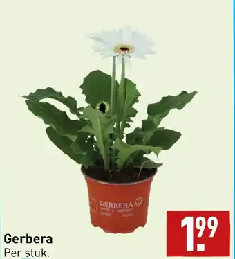 ALDI Gerbera per stuk aanbieding