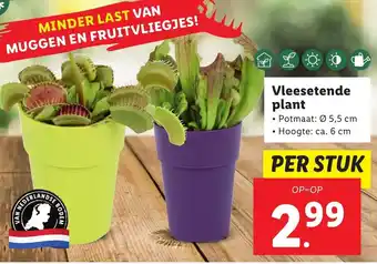 Lidl Vleesetende plant 6 cm aanbieding