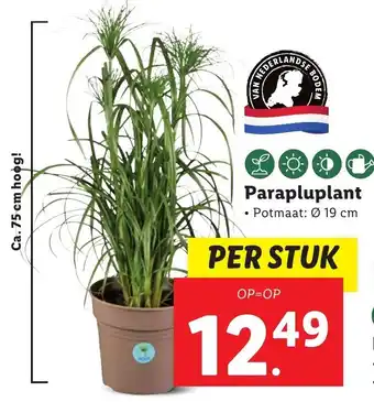 Lidl Parapluplant aanbieding