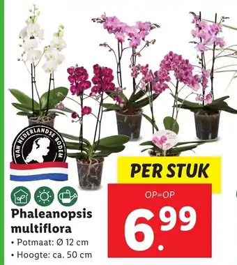 Lidl Phaleanopsis multiflora 50 cm aanbieding