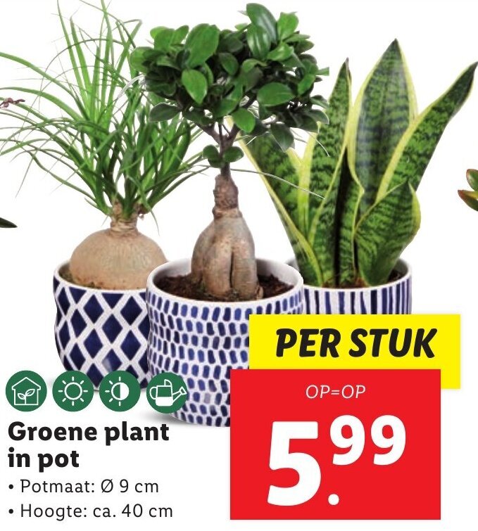 Groene plant in pot 40 cm aanbieding bij Lidl