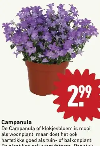 ALDI Campanula aanbieding