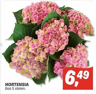 Dekamarkt Hortensia aanbieding