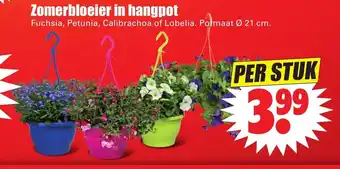 Dirk Zomerbloeier in hangpot aanbieding