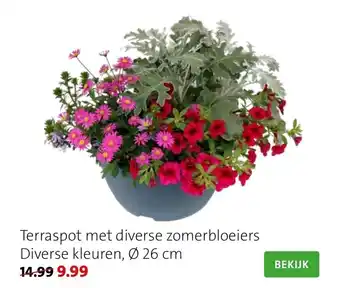 Intratuin Terraspot met diverse zomerbloeiers aanbieding