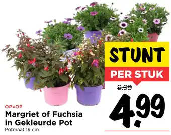 Vomar Voordeelmarkt Margriet of Fuchsia in Gekleurde Pot aanbieding